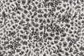 Wildlife II - 62 Gunmetal Rectangular 5'0''x5'0''