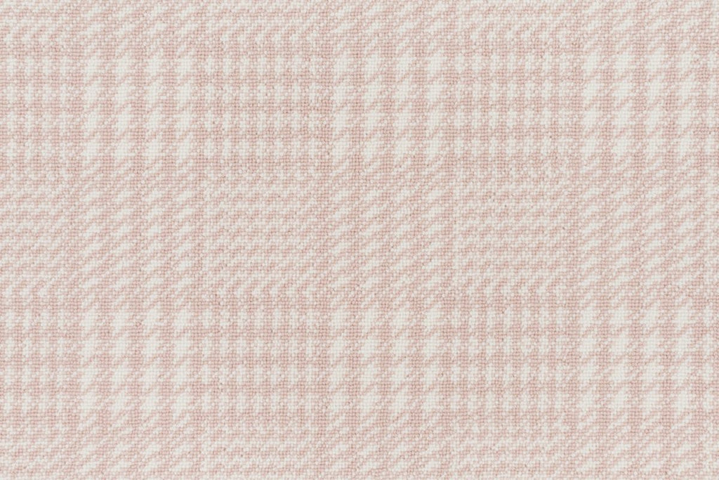 Carnation